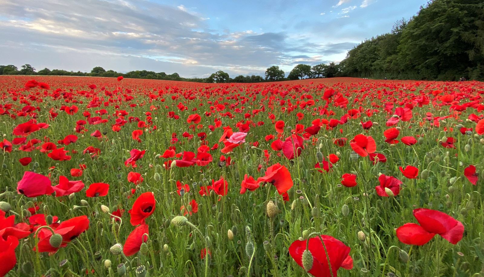 Field of Poppies near Basingstoke